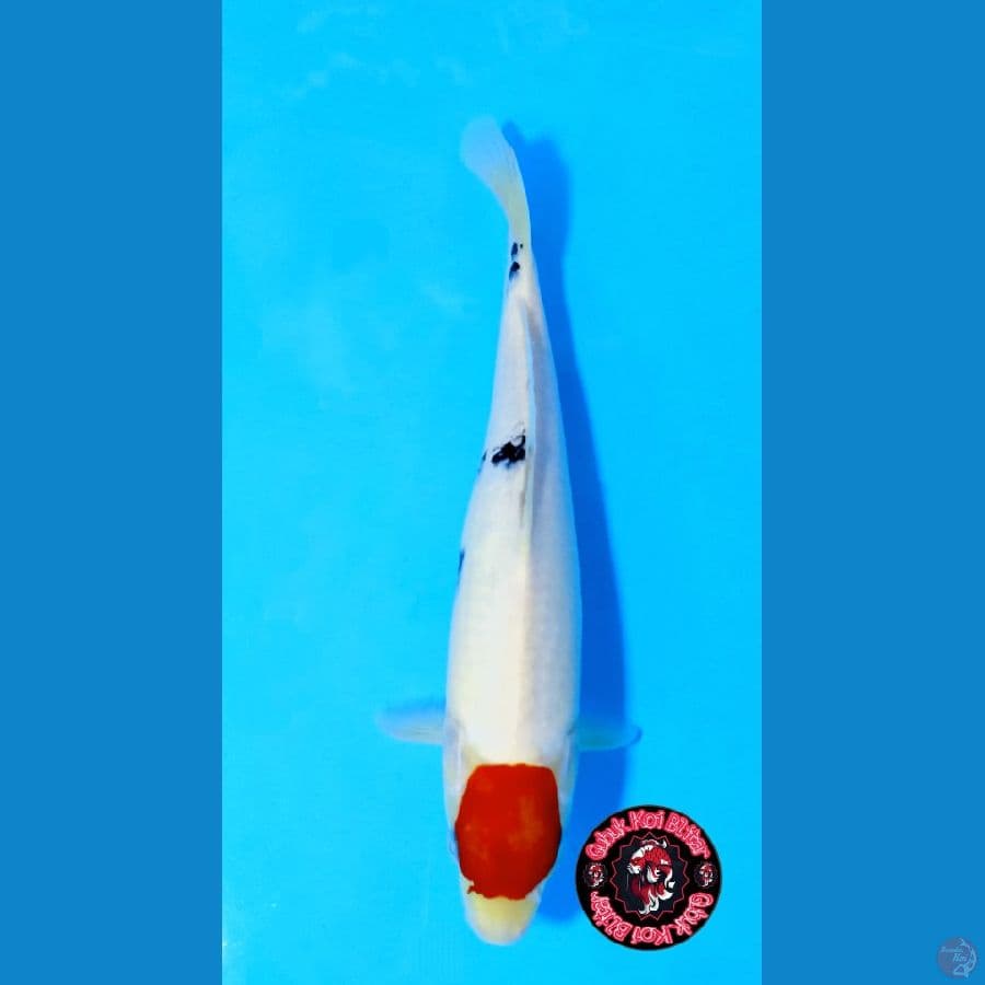 Utsukushi 8 ~ Tancho Sanke 28 cm