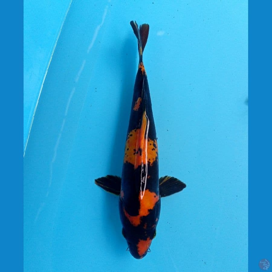 hi utsuri doit 24 cm