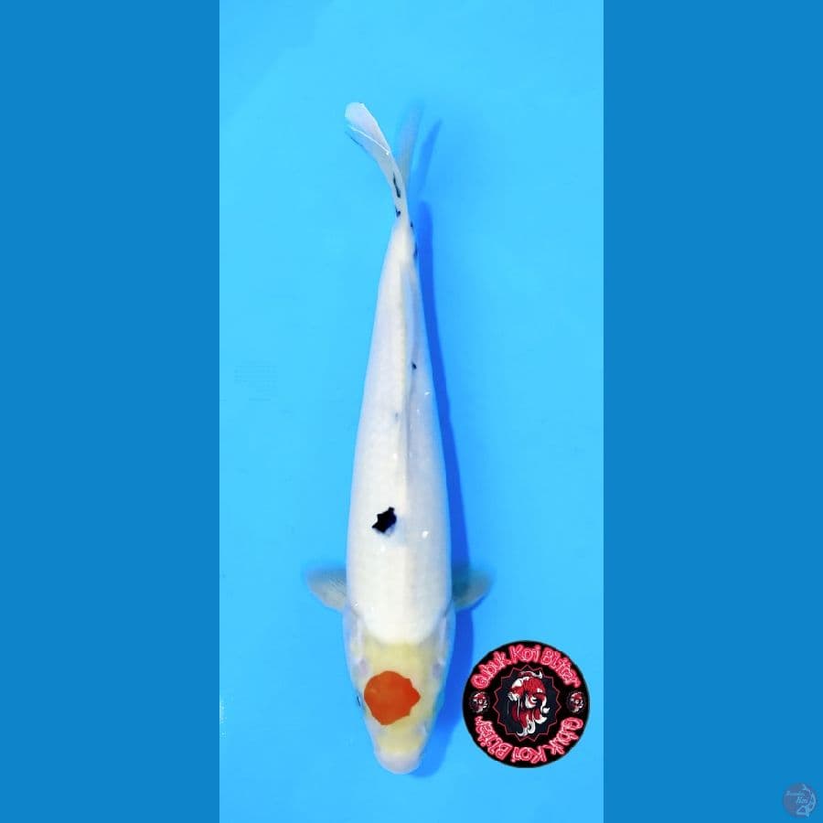 Utsukushi 9 ~ Tancho Sanke 31 cm/m