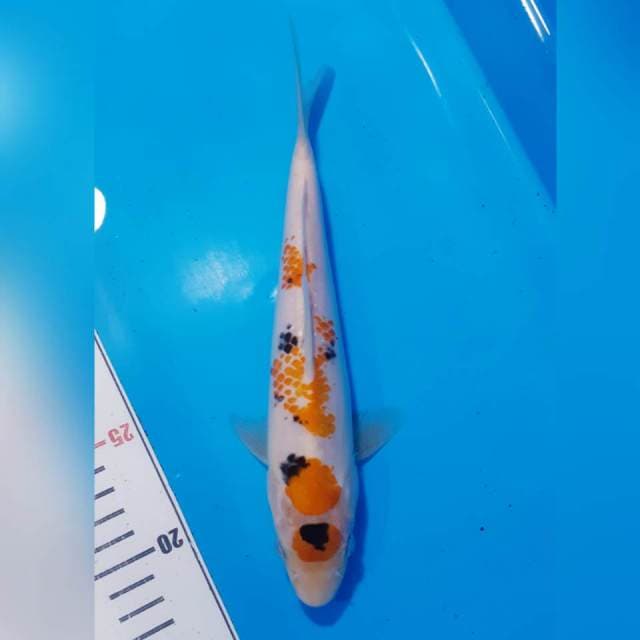 Sanke kanoko