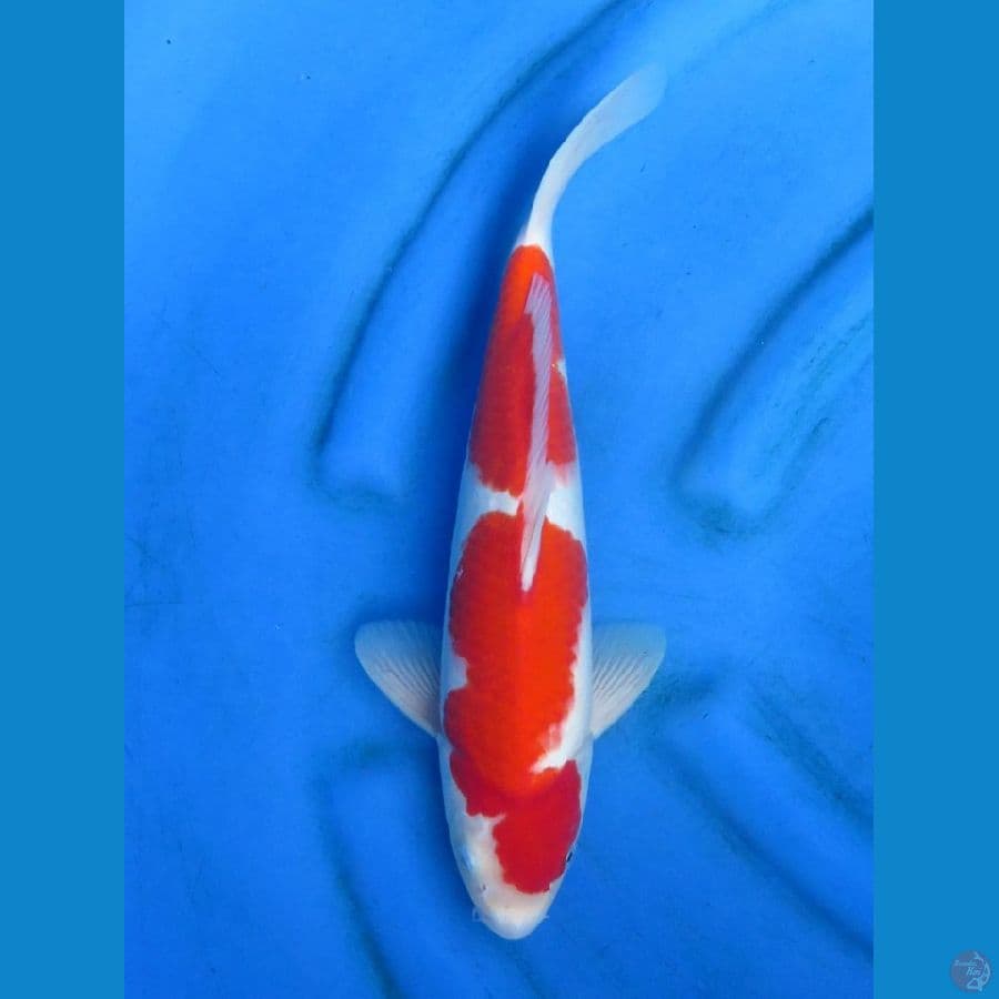 Nidan Kohaku ,