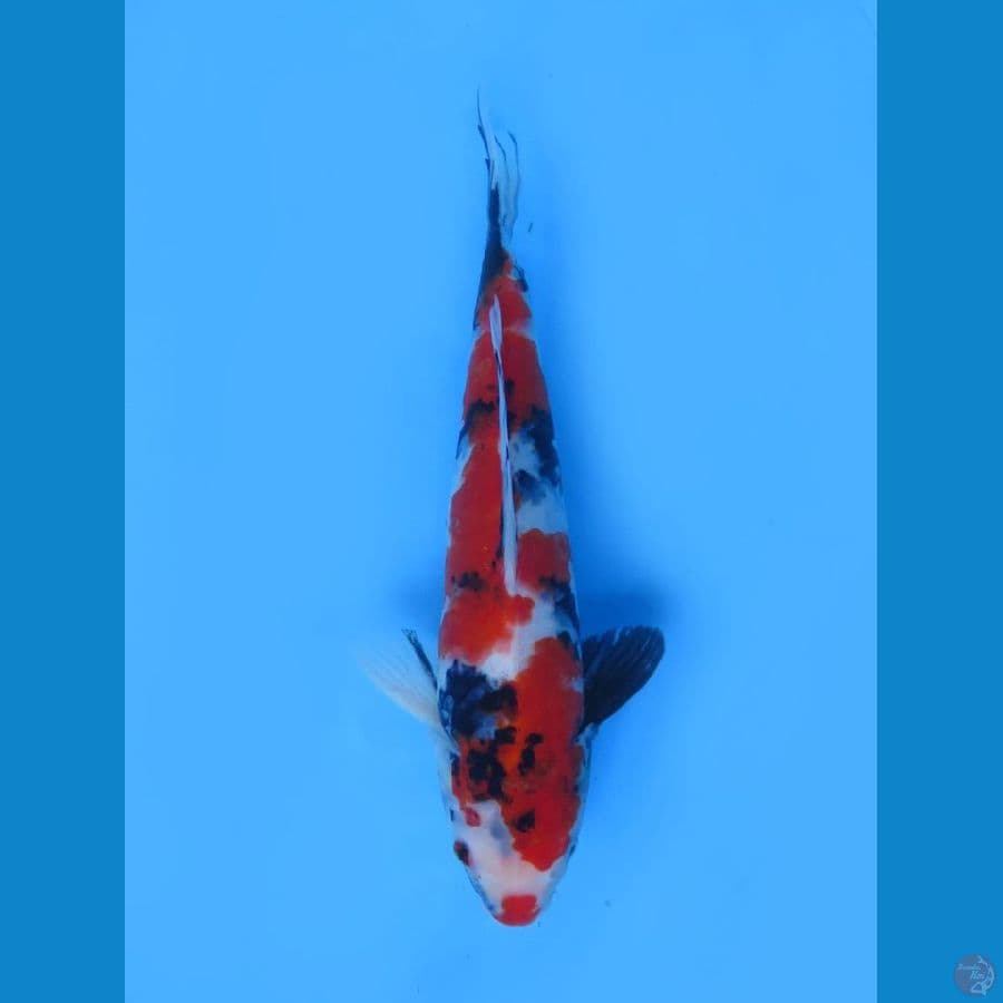 Red Showa Tategoi