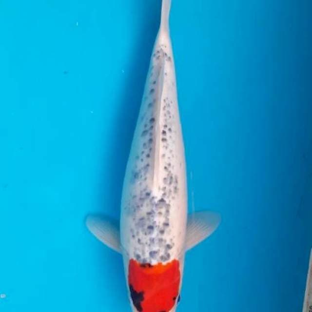 Tanco gosiki 38cm F
