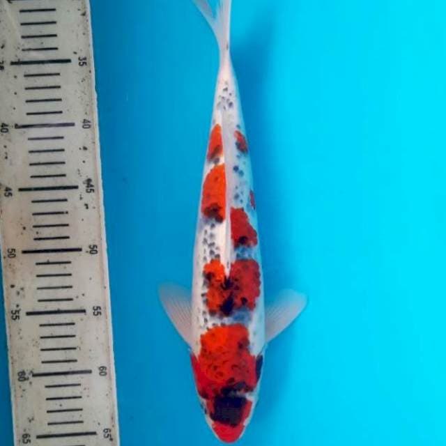 Goshiki 36cm M
