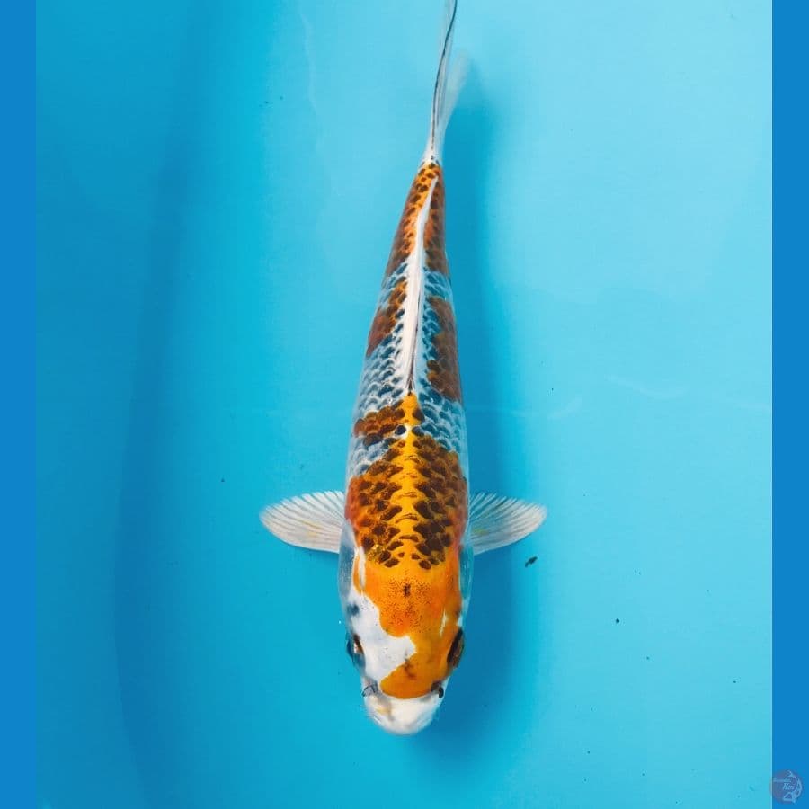 kujaku, 25 cm