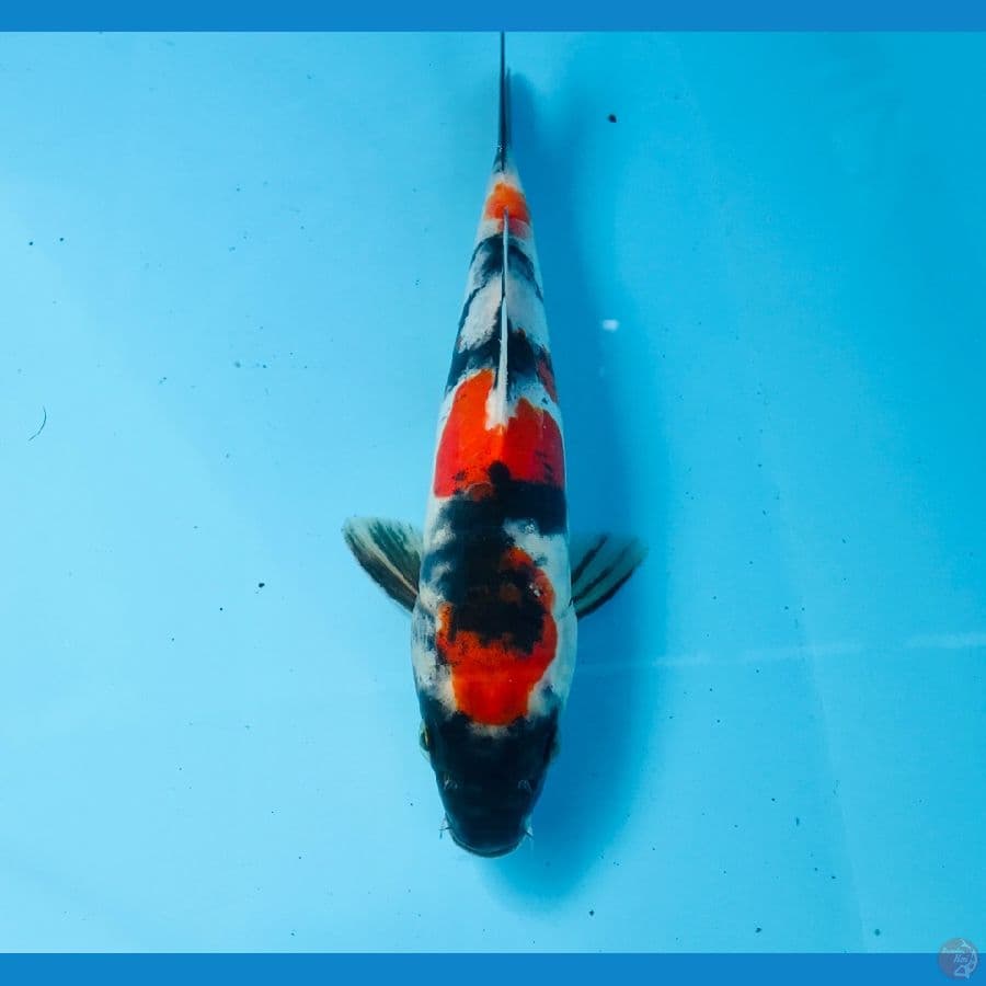showa doitsu, 21 cm