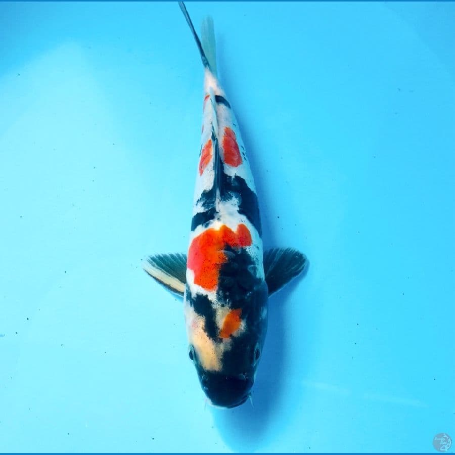 showa doitsu, 22 cm