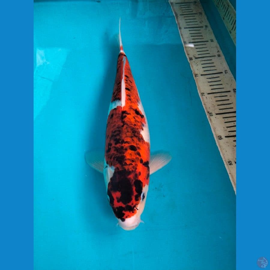 goshiki 42cm female