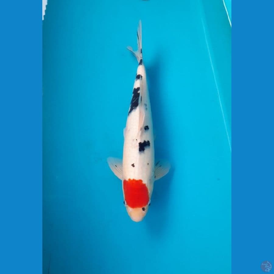 tanco sanke 36cm male