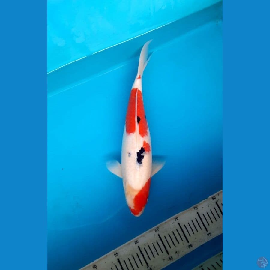 sanke 39cm female