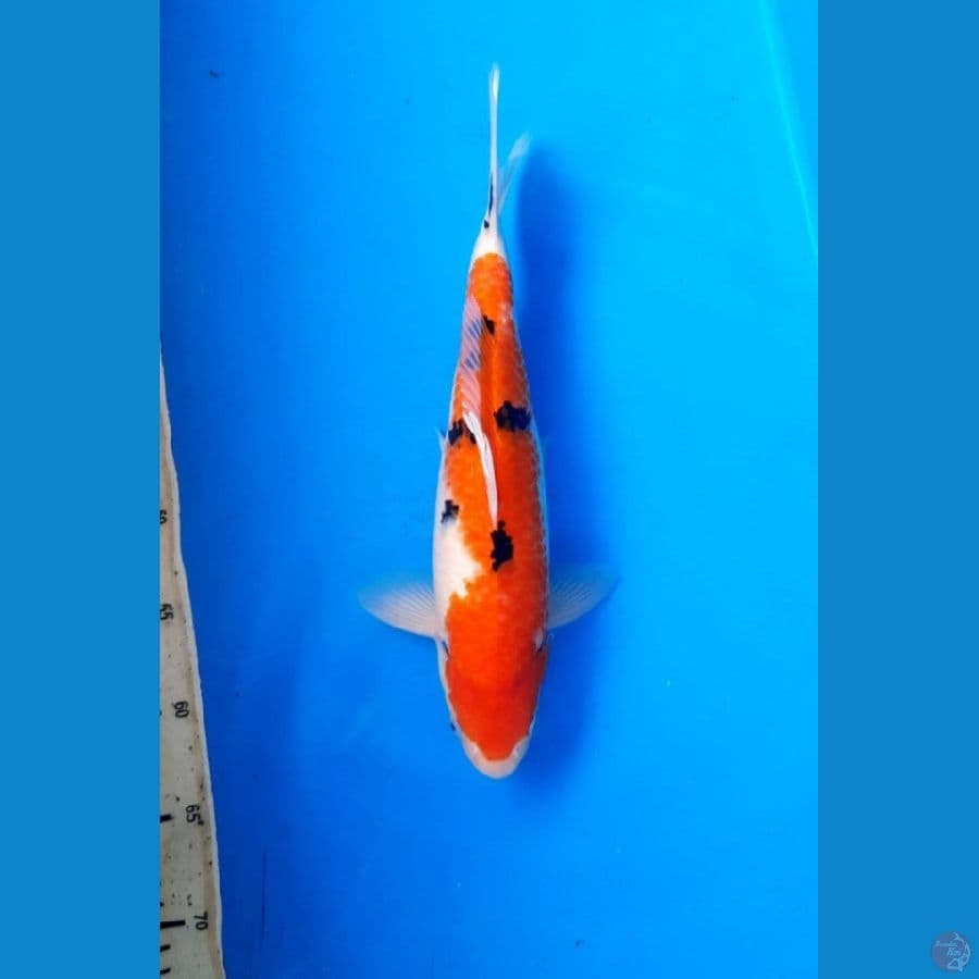 sanke 35cm female