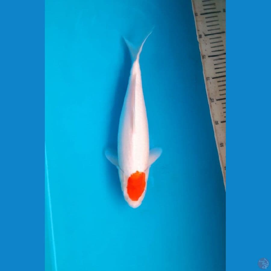 tanco kohaku 37cm female