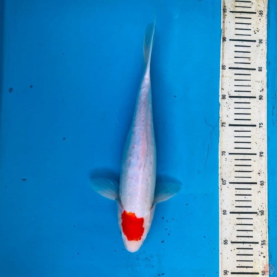 tancho doitsu 39cm