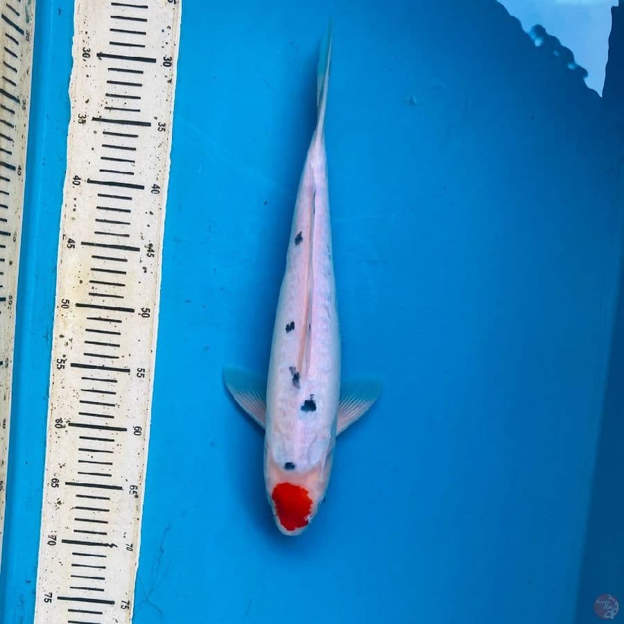 sanke doitsu 40cm