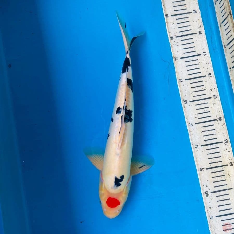 sanke doitsu 42cm