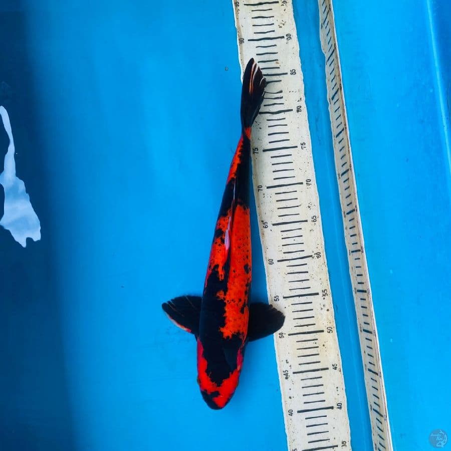 hi utsuri 44cm