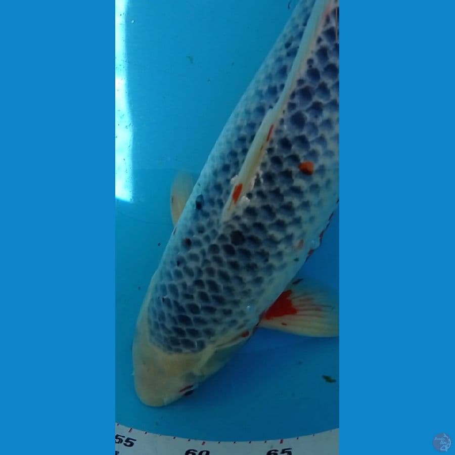 jumbo Asagi Jantan 45 cm