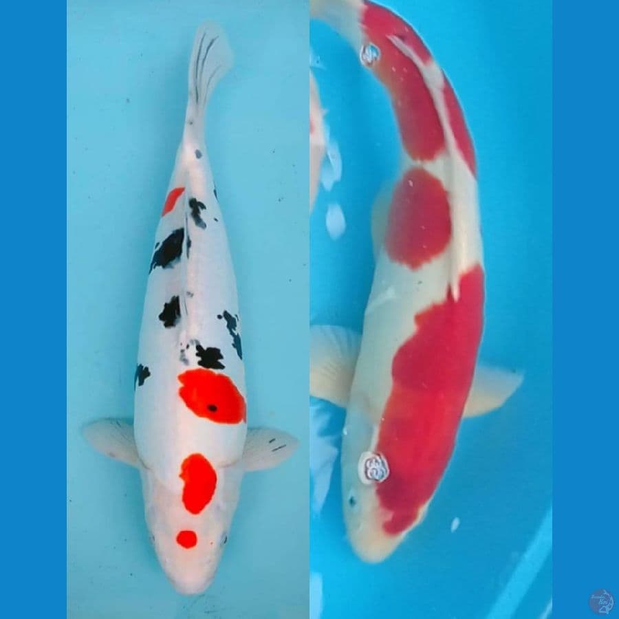 Jumbo doitsu murni jantan & betina 50 cm & 47 cm