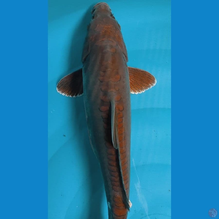 Tembaga doitsu 38cm