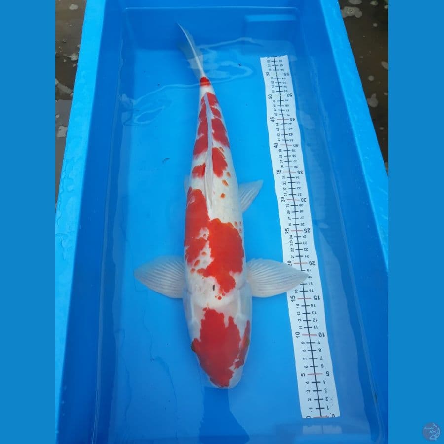 kohaku jumbo 57