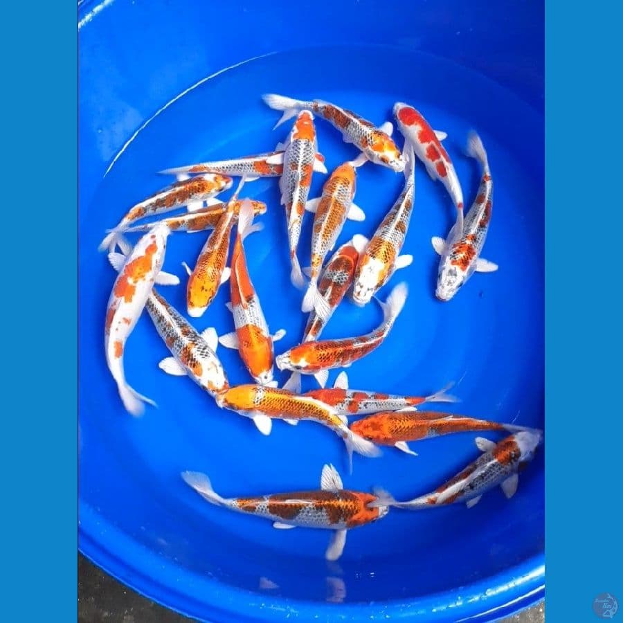 23-27cm (20ekor)