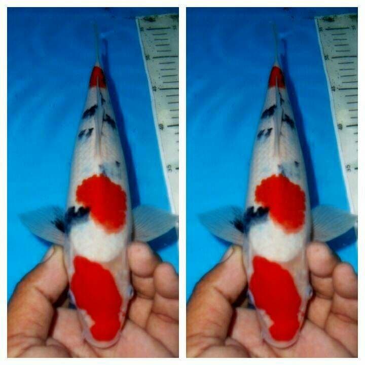 Tajima sanke male f1