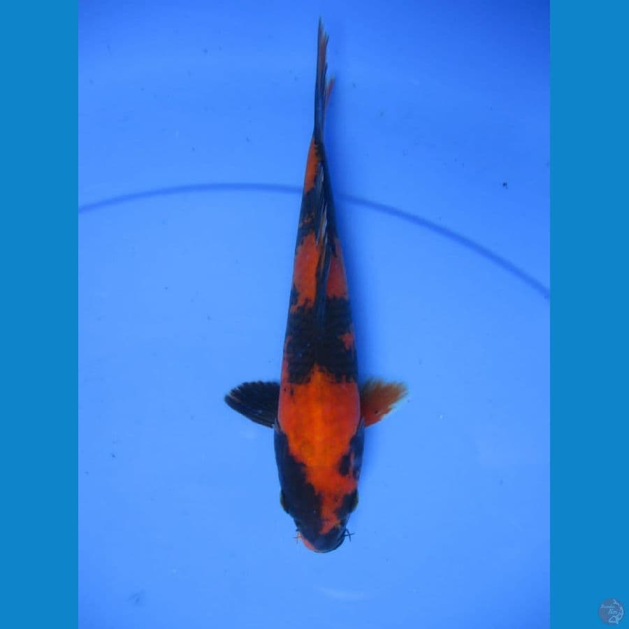 MKC KOI GRUB