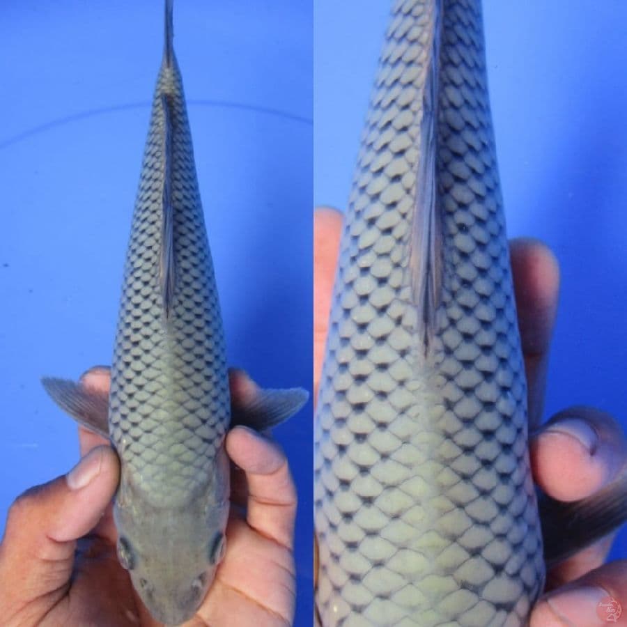MKC KOI GRUB
