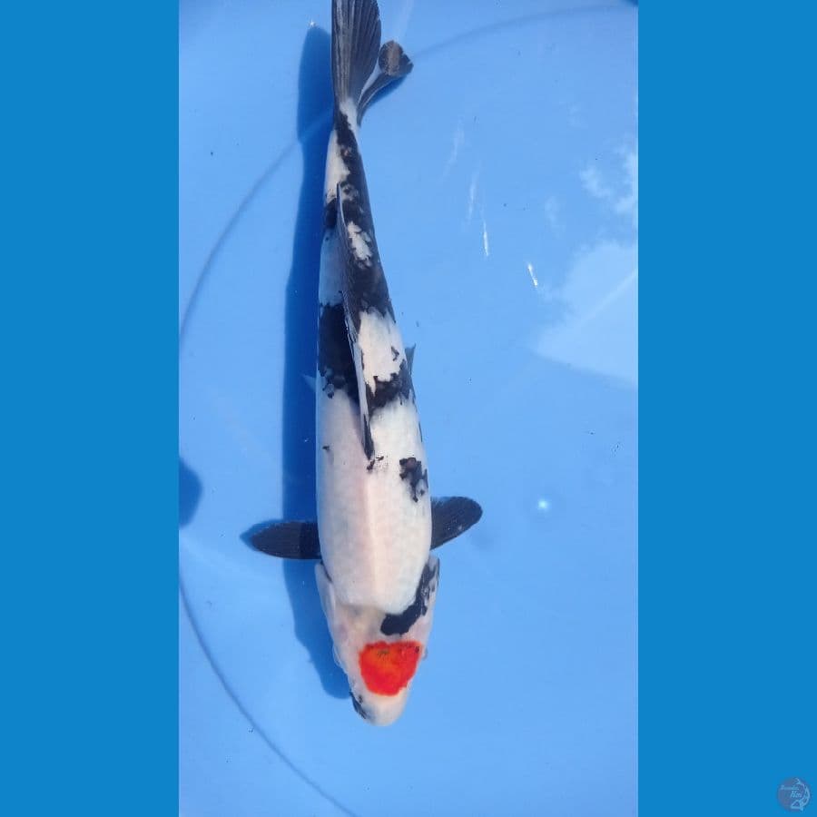 tc showa 26cm