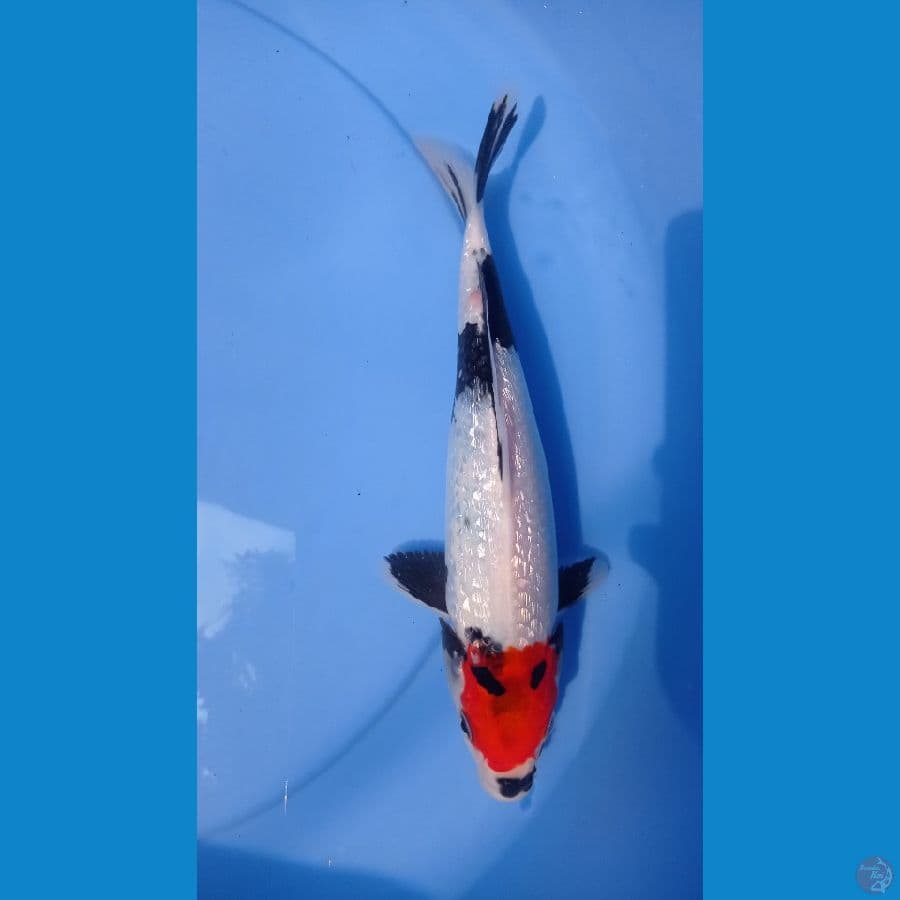 tc showa ginri!n 27cm