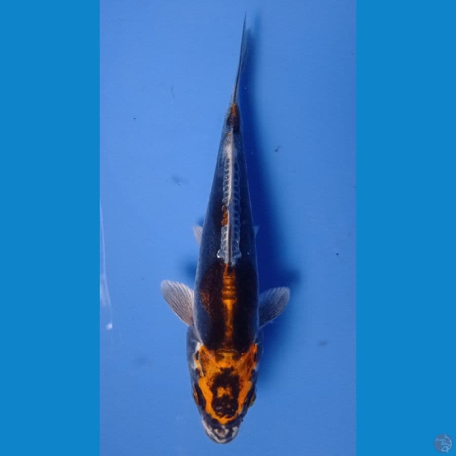 kiko 15cm