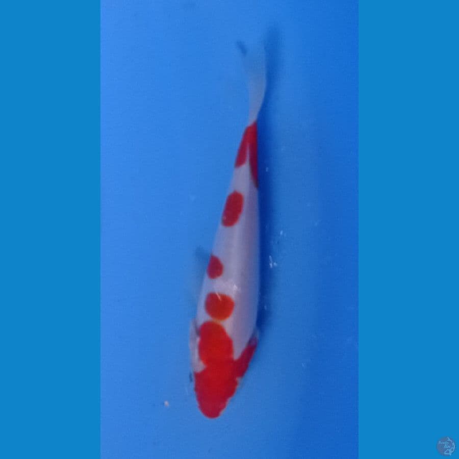 kohaku doitsu 10cm