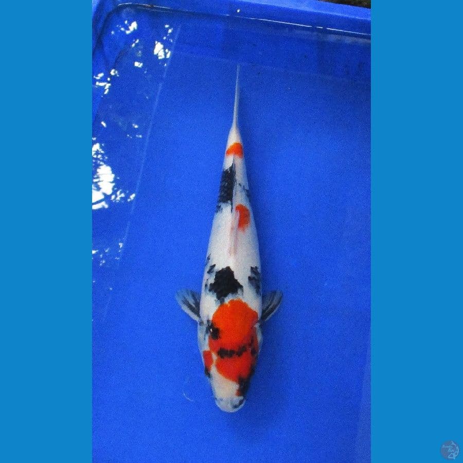 showa sansoku ±37cm
