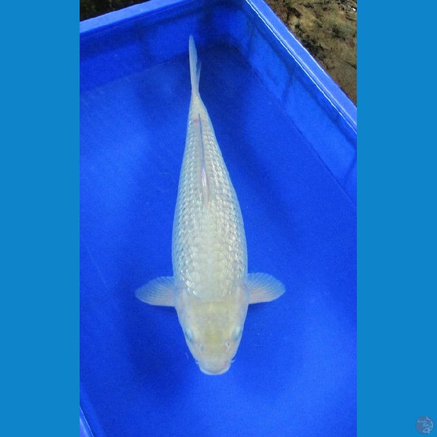 soragoi ginrin ±45cm bulky