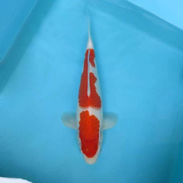 ATAKA 2 - KOHAKU
