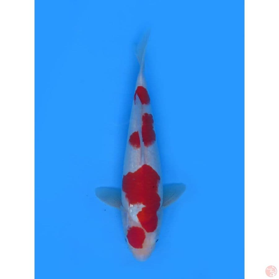 Red kohaku - 38cm