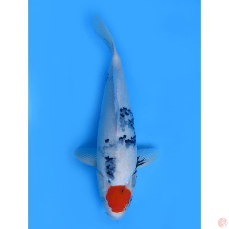 Tancho Showa Evolution - 41cm