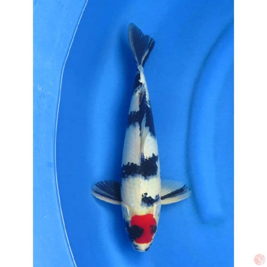 Tancho Showa Jantan - 42cm