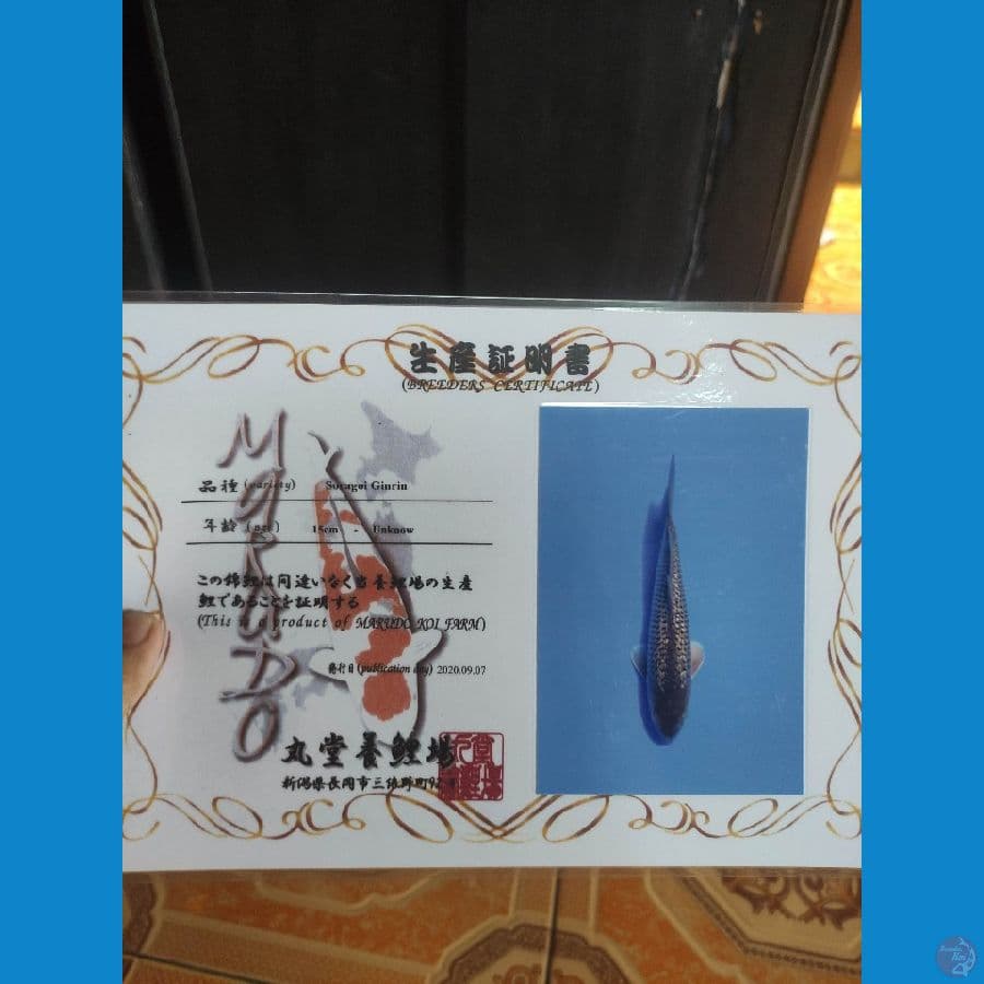 soragoi ginrin 47cm