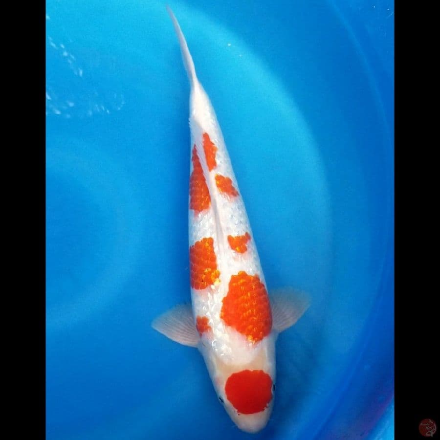 KOHAKU GINRIN 45 BU MALE