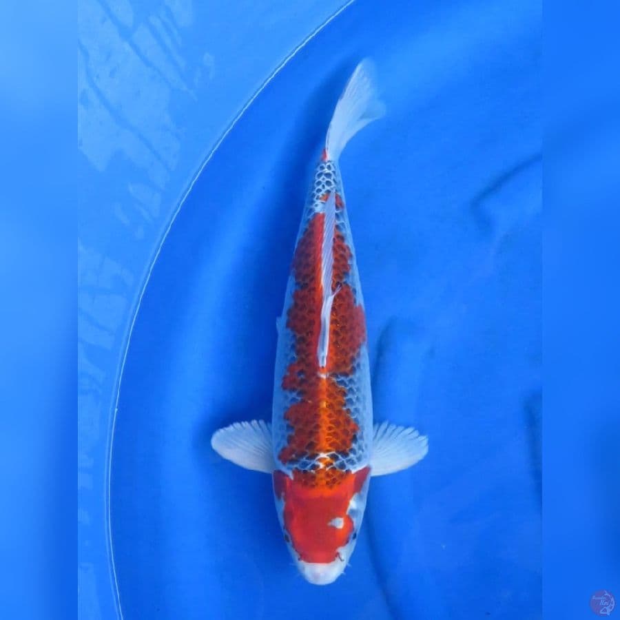 42cm - Jantan Goshiki