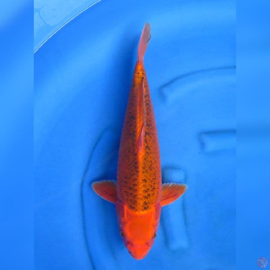 46cm - aka matsuba jantan