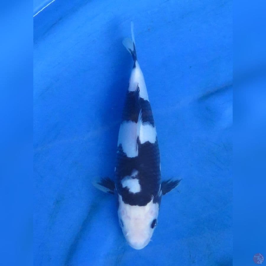 24cm - Putih Salju