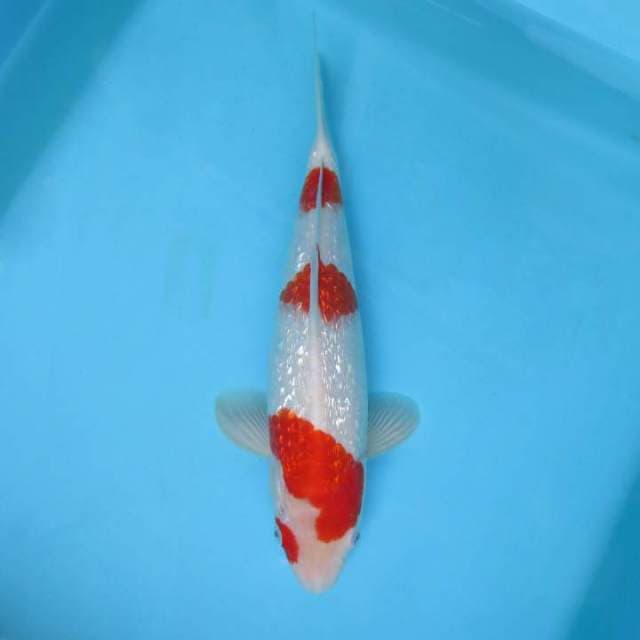 ATAKA 4 - KOHAKU 3 STEPS GIN RIN