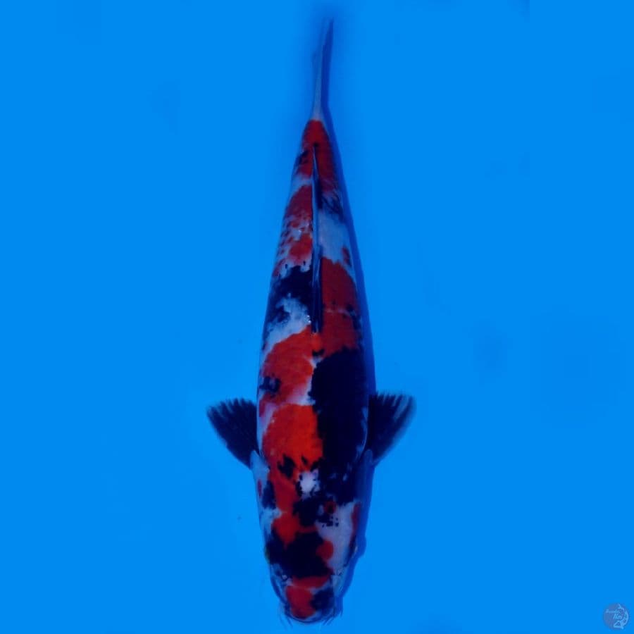 RYUBI 1 - SHOWA SANSHOKU HQ 38CM MALE