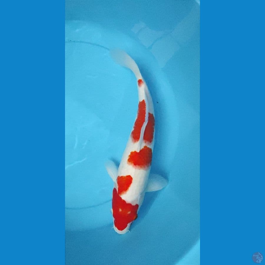 Kuhaku 38 cm