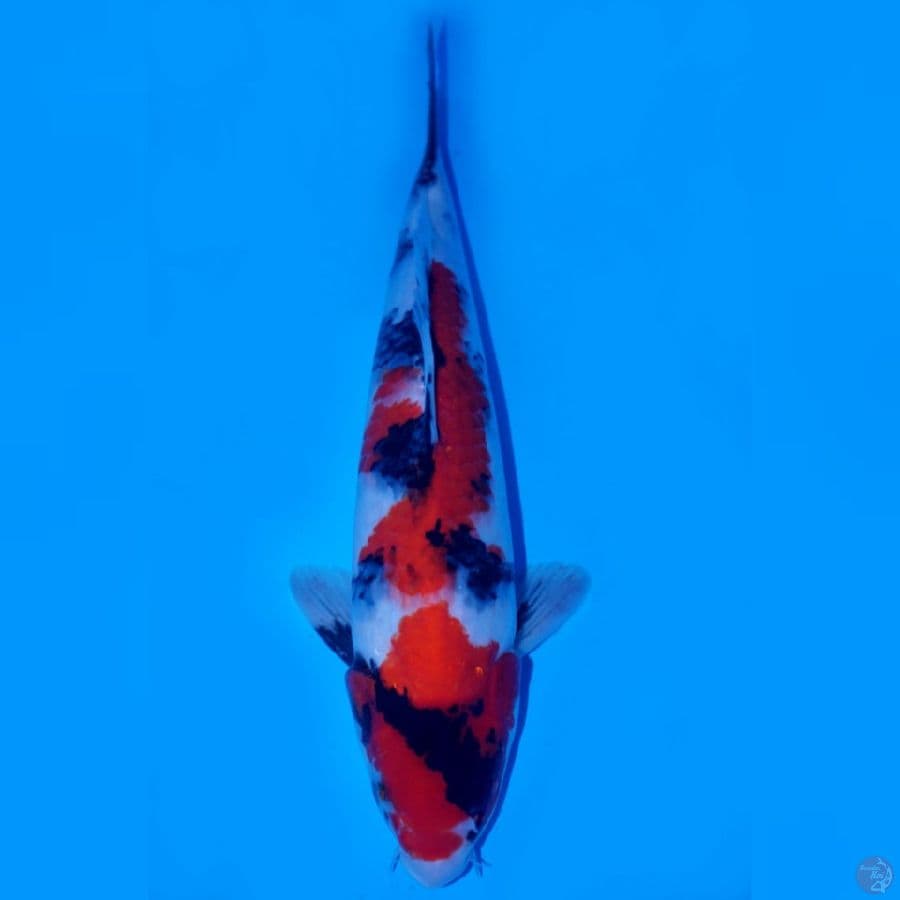 RYUBI 5 - SHOWA SANSHOKU HQ 40CM MALE
