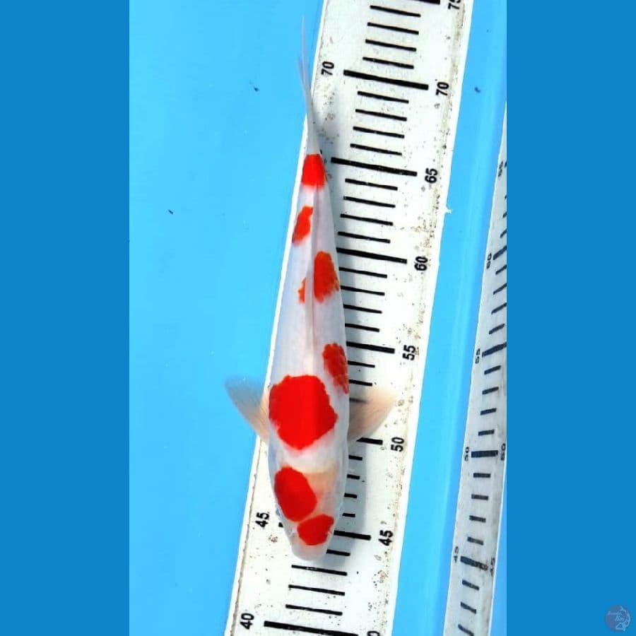 kohaku 31 cm