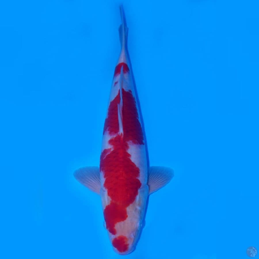 RYUBI 7 - KOHAKU HQ 40CM MALE