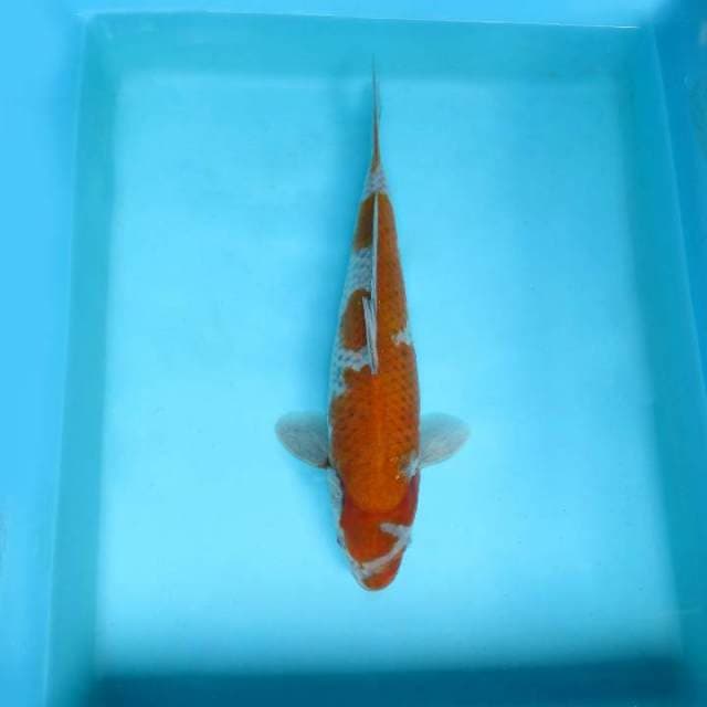 ATAKA 6 - OCHIBA